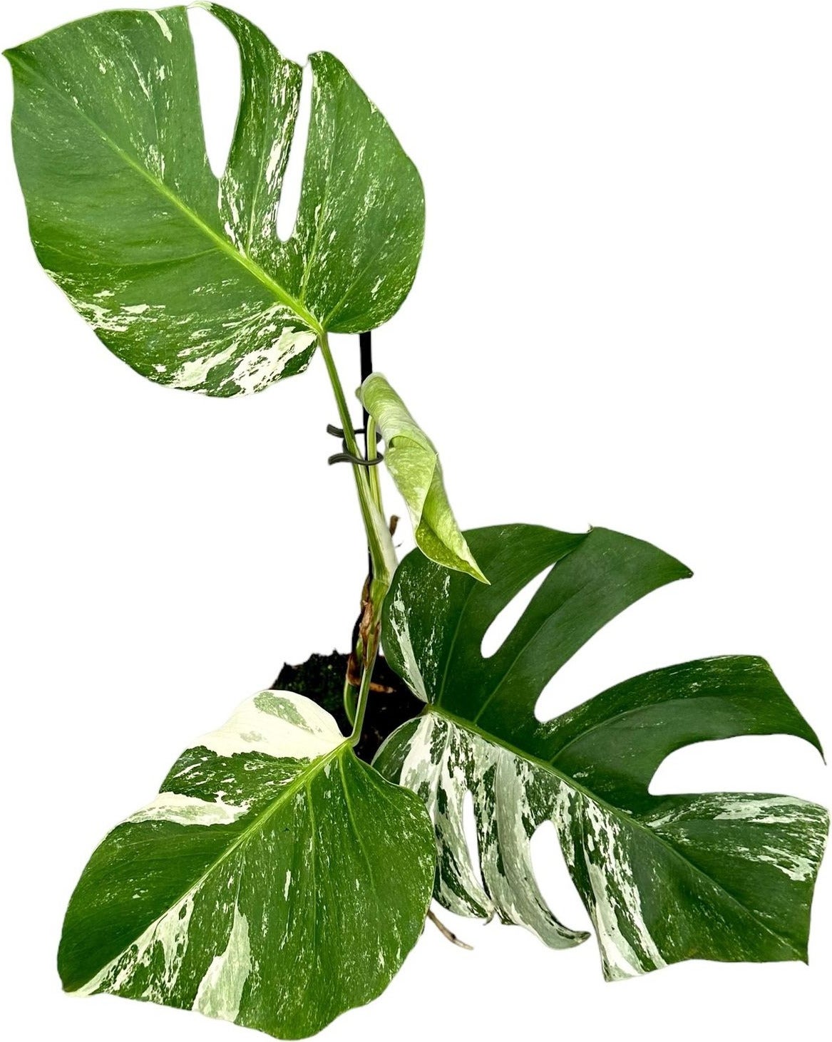 Bonte Gatenplant (Monstera deliciosa 'Variegata') D 17 H 60 cm
