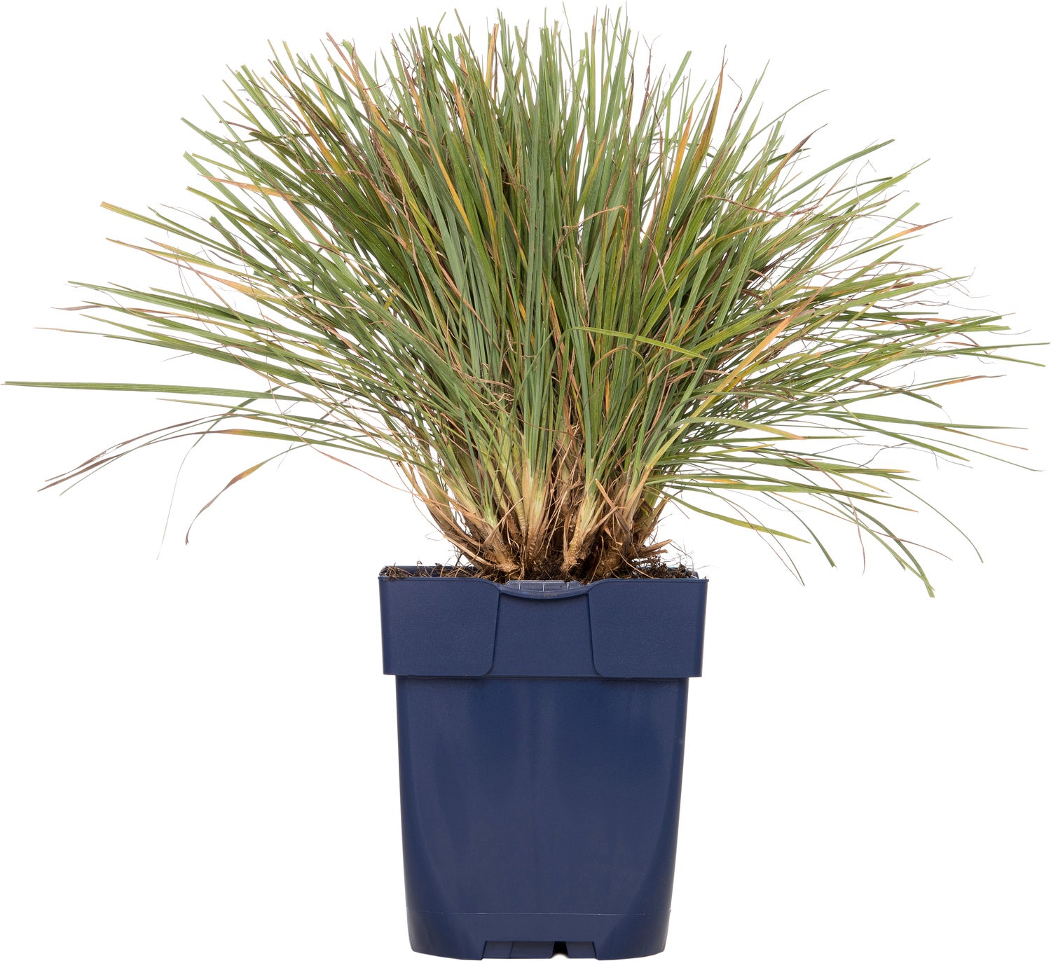 Fakkelgras (Koeleria glauca) D 11 H 10 cm