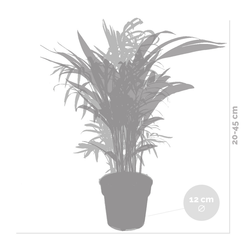 2x mélange de palmiers d'intérieur - dypsis-chamaedorea - facile d'entretien – ⌀12 cm - ↕20-45 cm