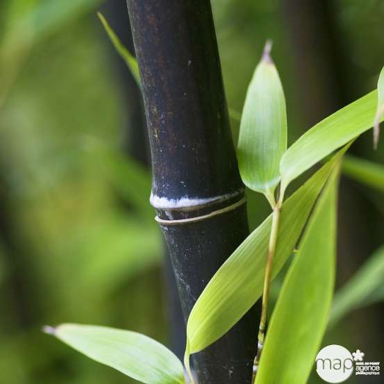 Bambou moyen phyllostachys nigra: pot de 7 litres
