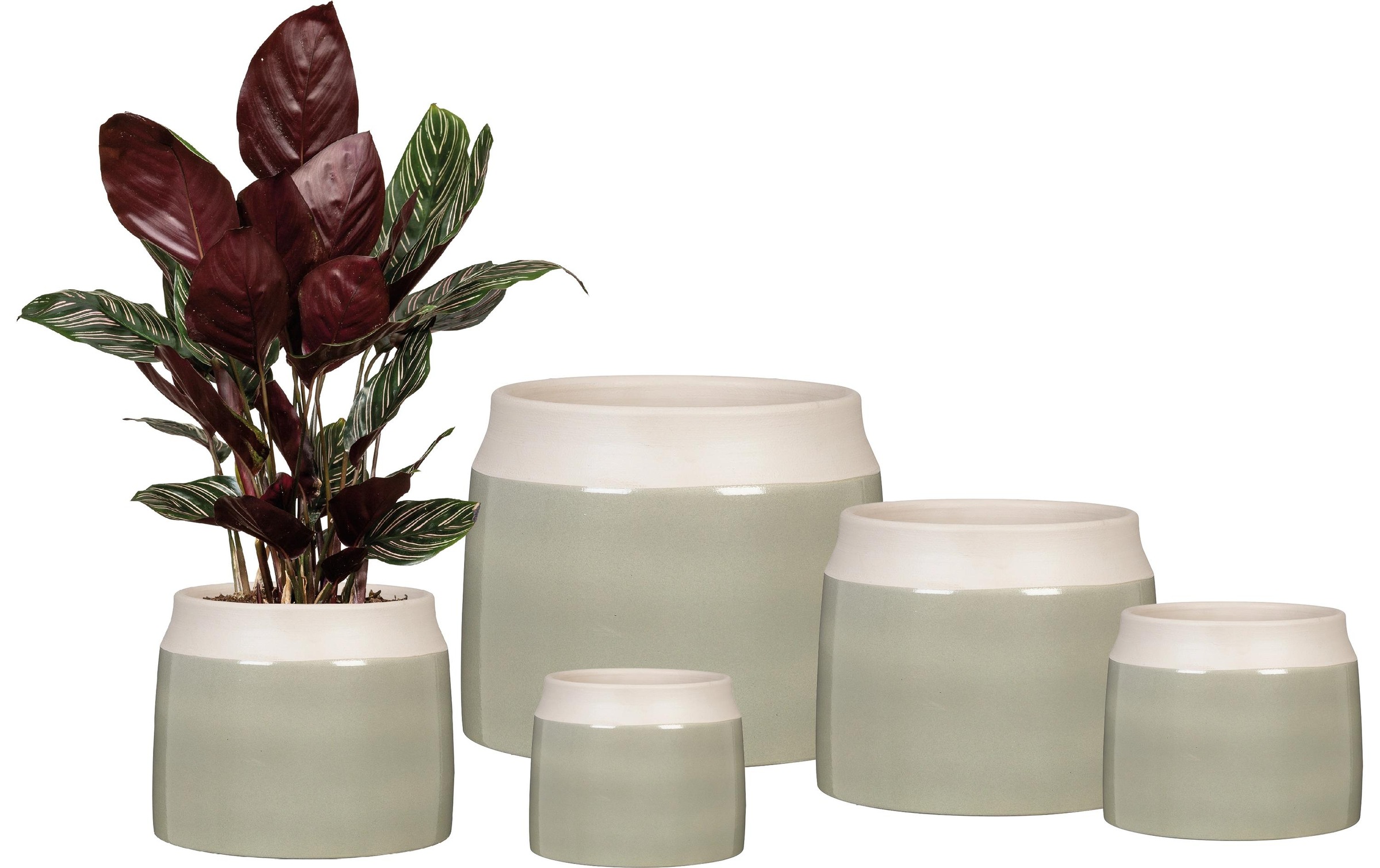 Scheurich Blumentopf »Verde 717«