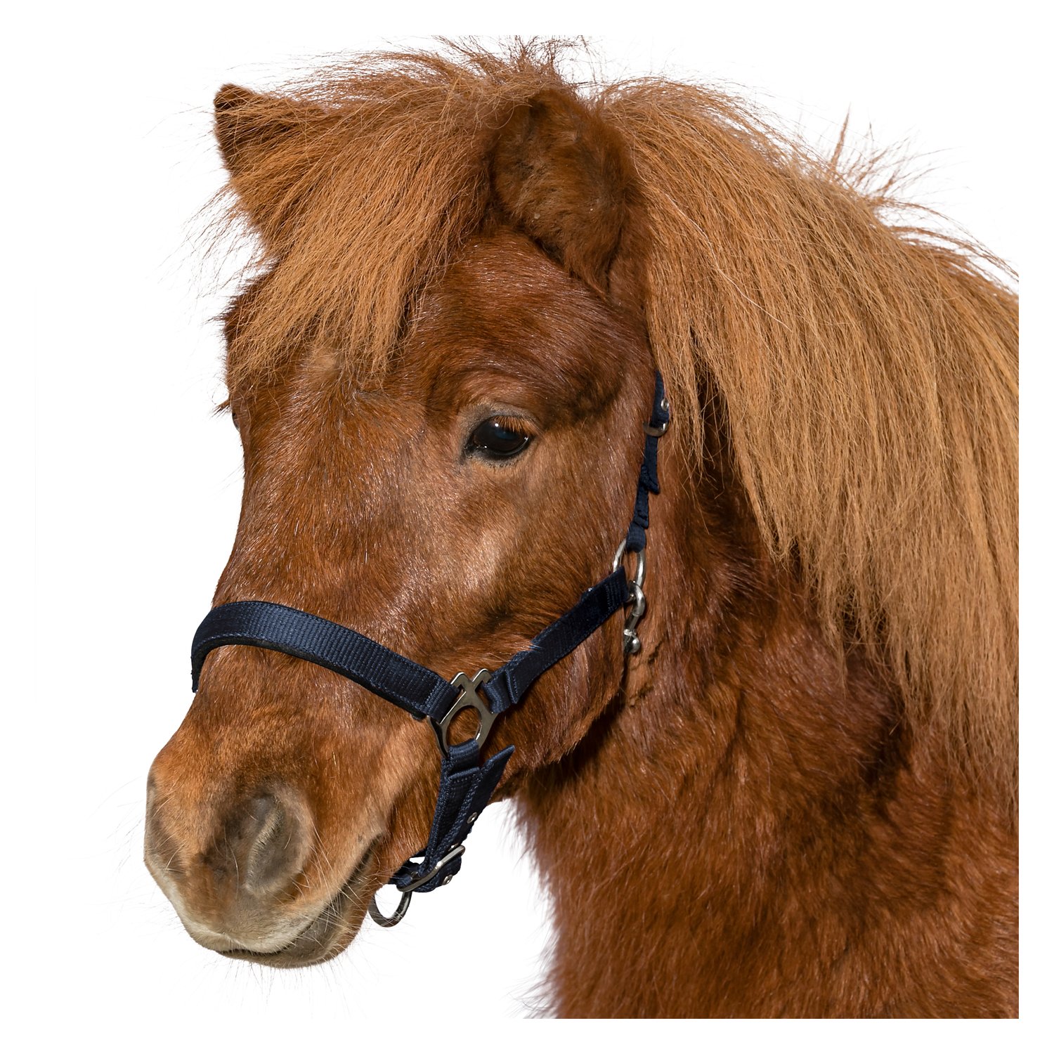 Horse-friends Halfter für Minishetty und Shetty  - dunkelblau