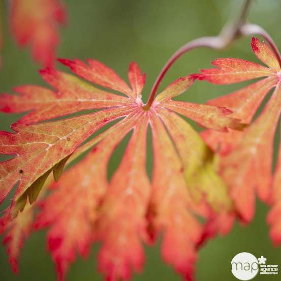 Acer japonicum : touffe, ctr 3 L - Variétés variables