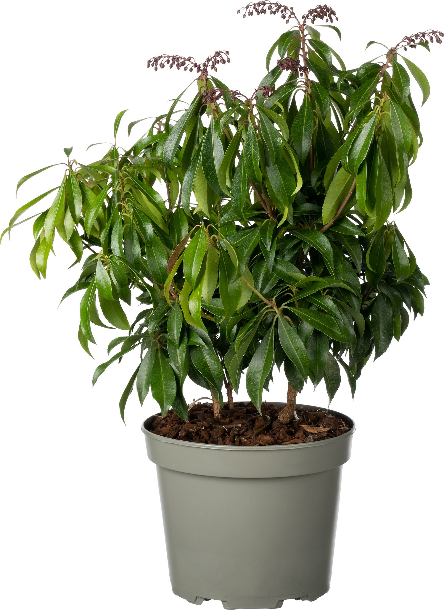 Rotsheide (Pieris japonica 'Katsura') D 17 H 25 cm