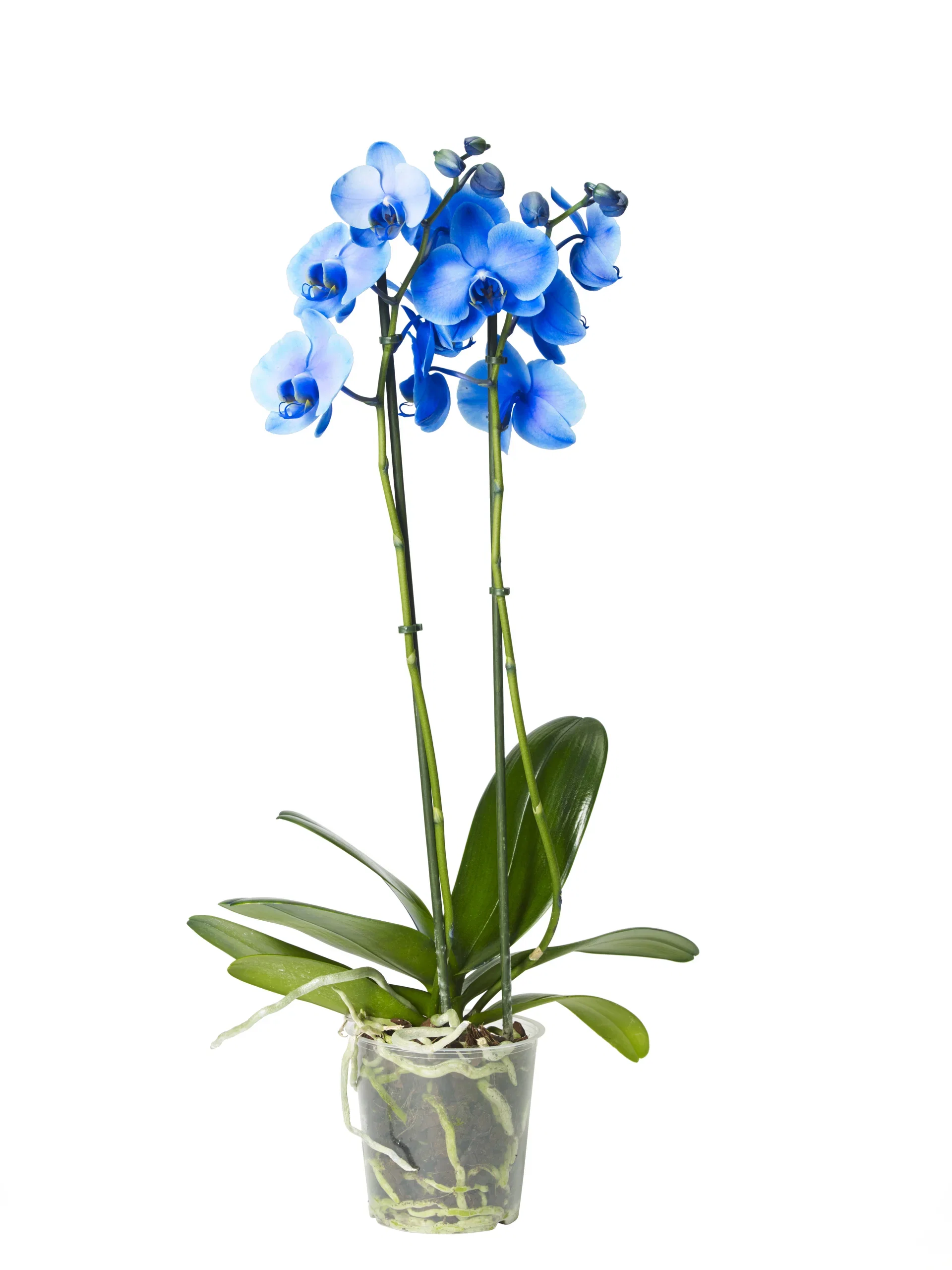Phalaenopsis hybrid Orkidé Høyde 60 cm