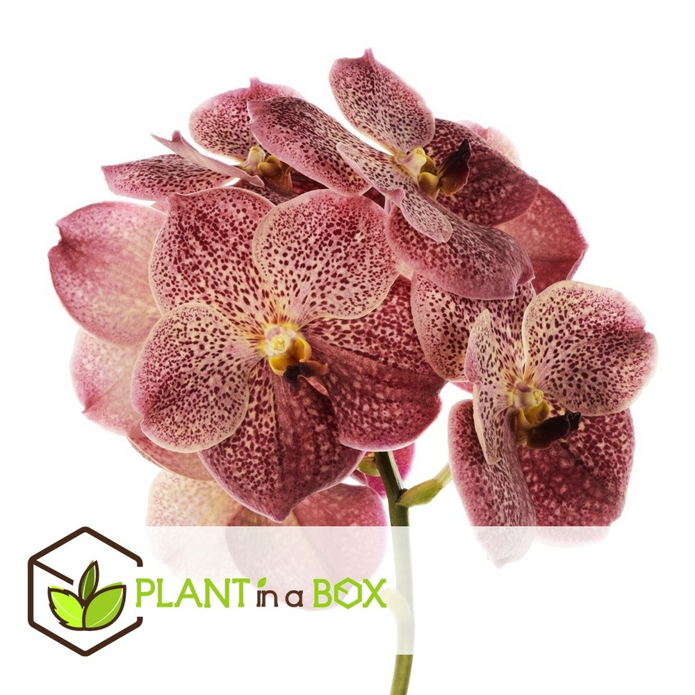 Vanda leopard coral - orchidée tropicale - orchidée en fleur - hauteur 80-90cm