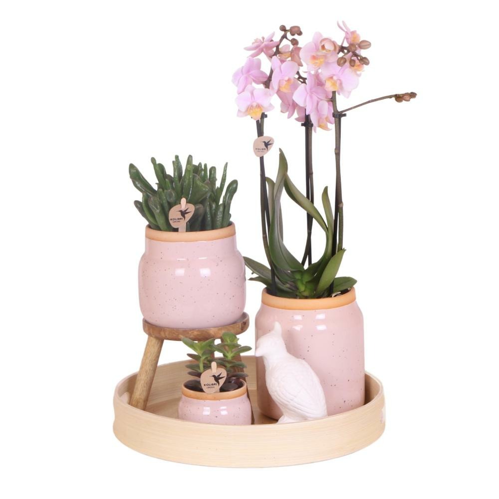 Orchidées Colibri - Ensemble complet de plantes roses vintage - Plantes vertes avec orchidée phalaenopsis rose