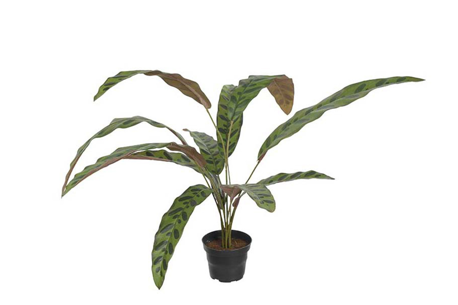 Calathea potteplante Grønn H:45 cm
