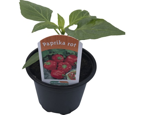 Rode paprika (Capsicum annuum) Ø 9 cm pot