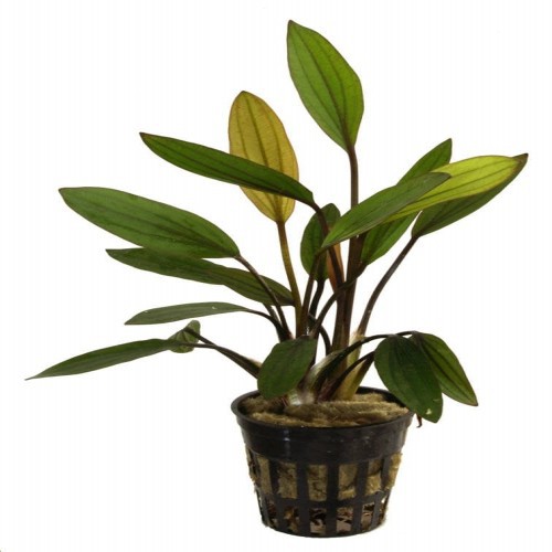 Pacote com 5 plantas aquáticas Echinodorus Tropica Iberia