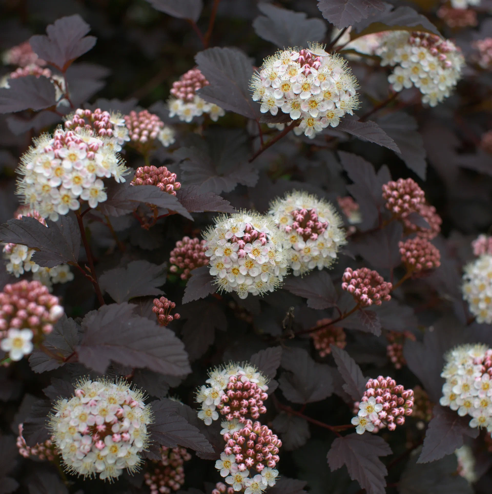Physocarpus opulifolius 'Diabolo' Blærespirea 'Diabolo' Ø22 cm