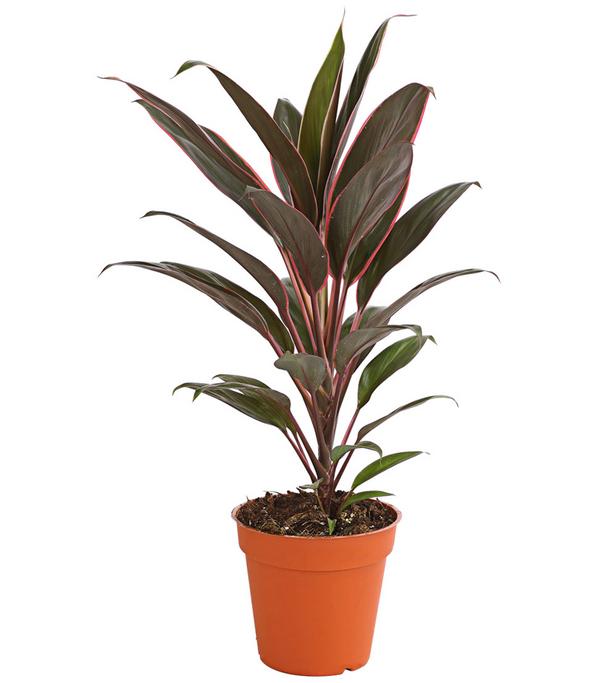Keulenlilie - Cordyline cultivars,