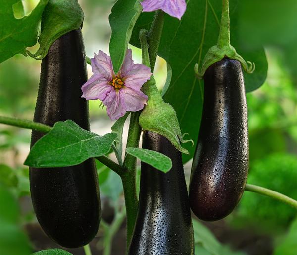 Türkische Aubergine