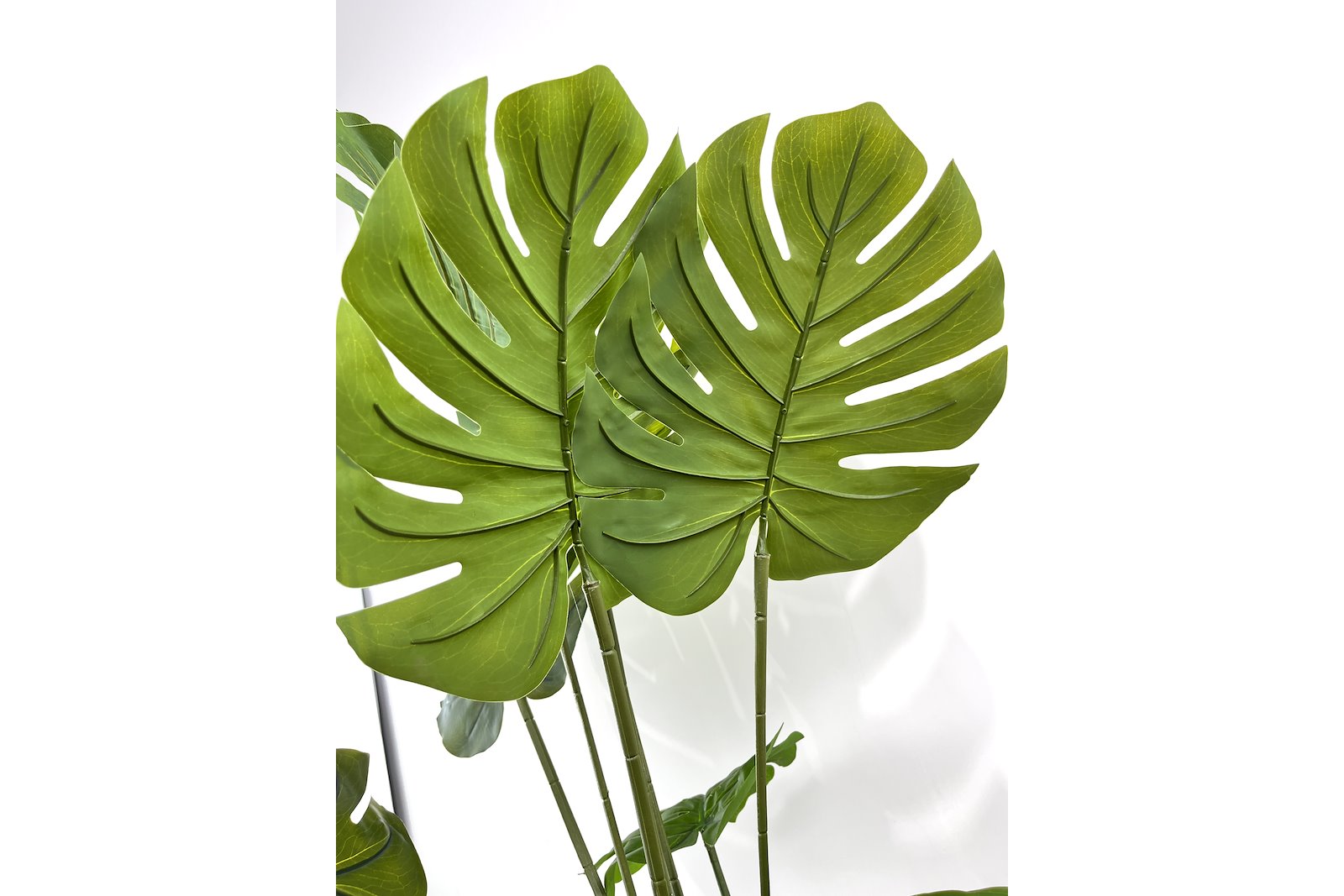 Monstera potteplante Grønn H90 cm