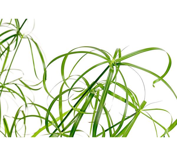 Zypergras - Cyperus alternifolius