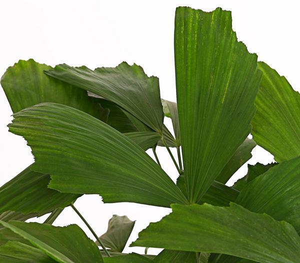 Fischschwanzpalme - Caryota mitis