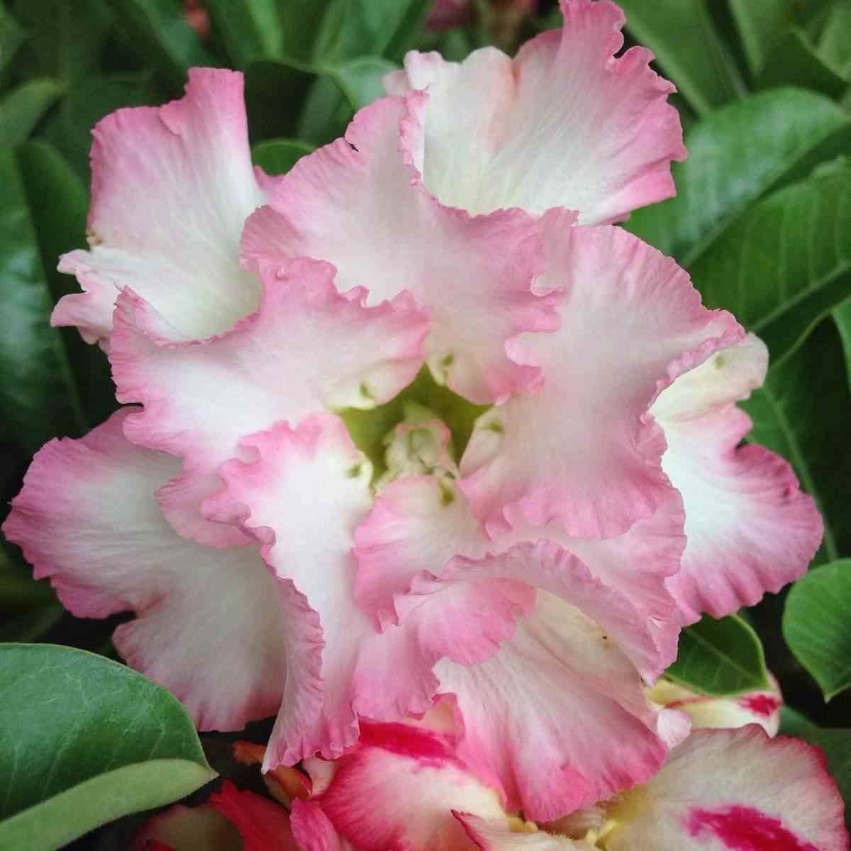Adenium obesum cv.pinky pie blanc et rose - taille caudex d'environ 150g