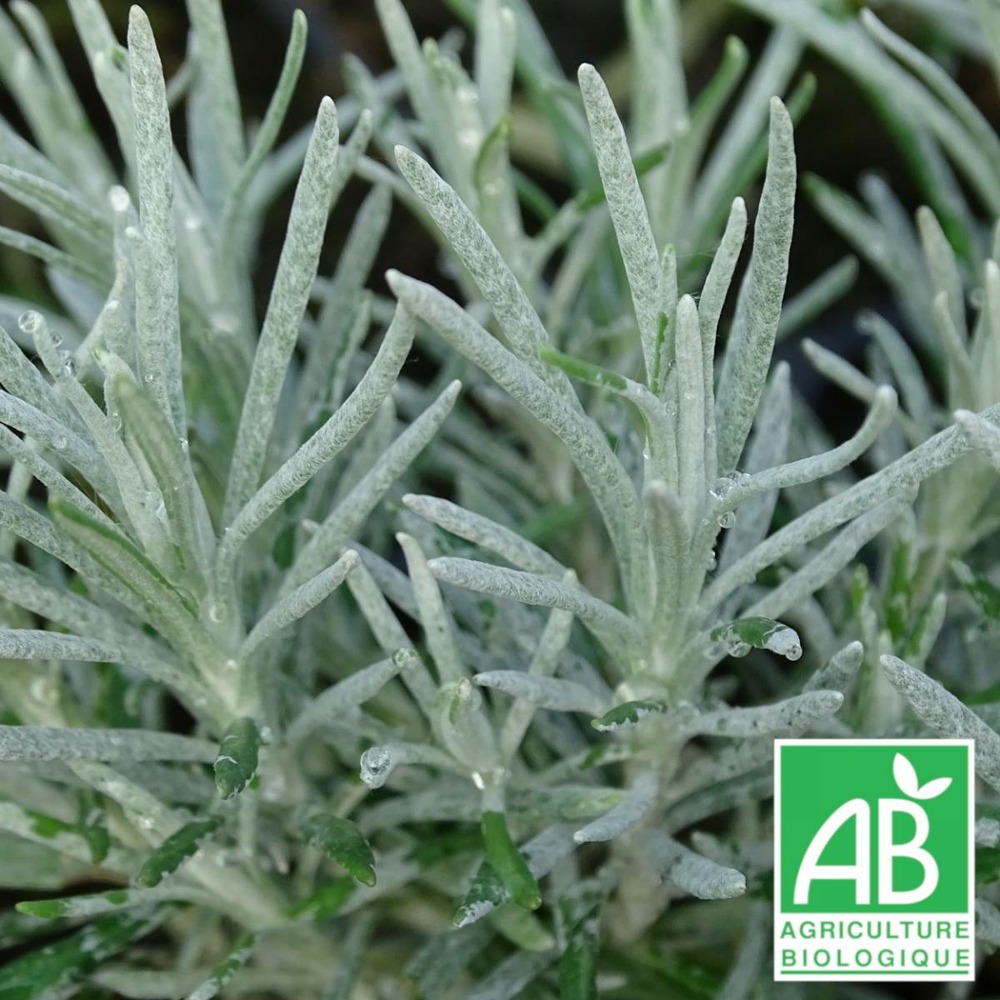 Immortelle miel et curry bio/helichrysum x miel et curry[-]lot de 3 godets