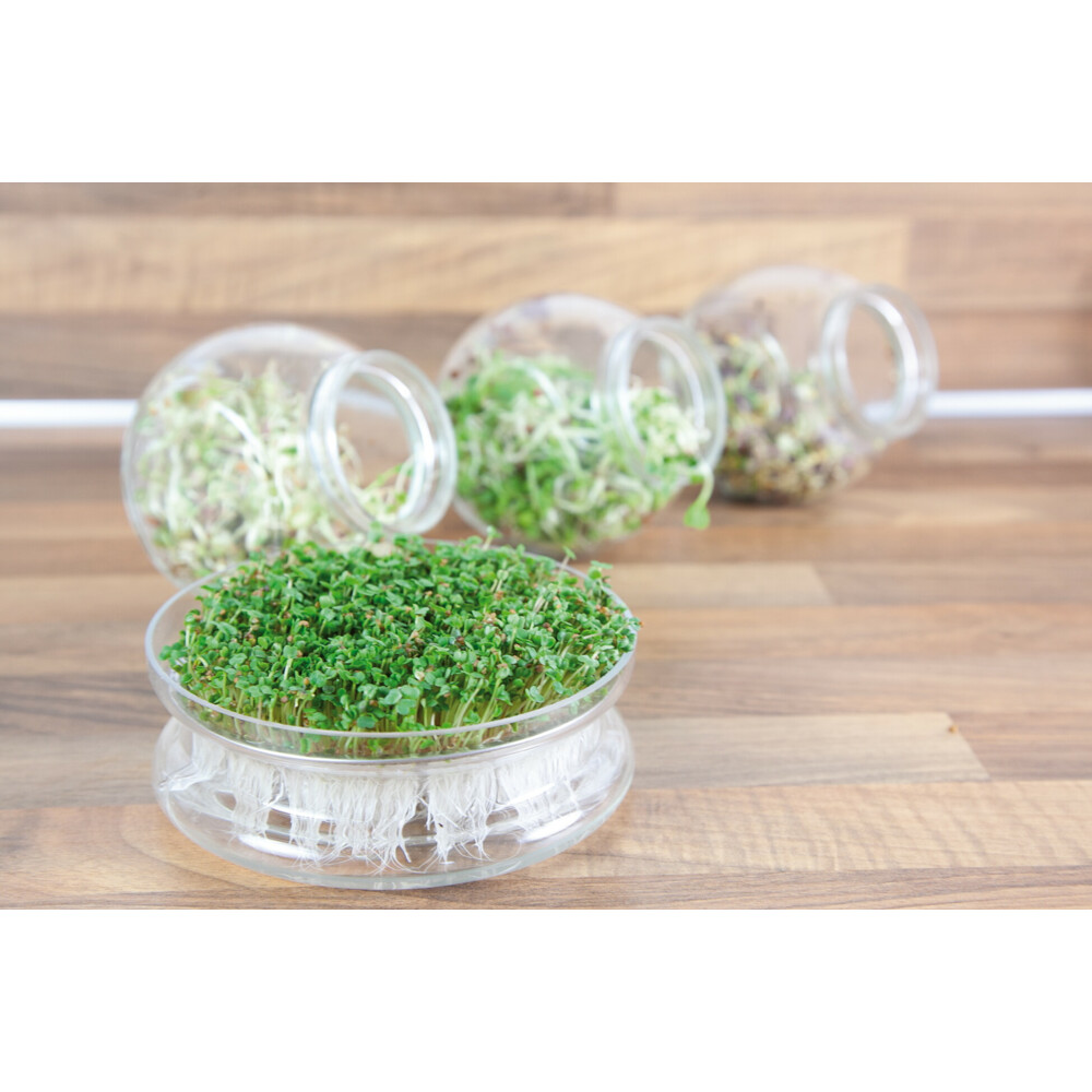 Buzzy Kweekset Glazen Bowl met Rucola Biologisch
