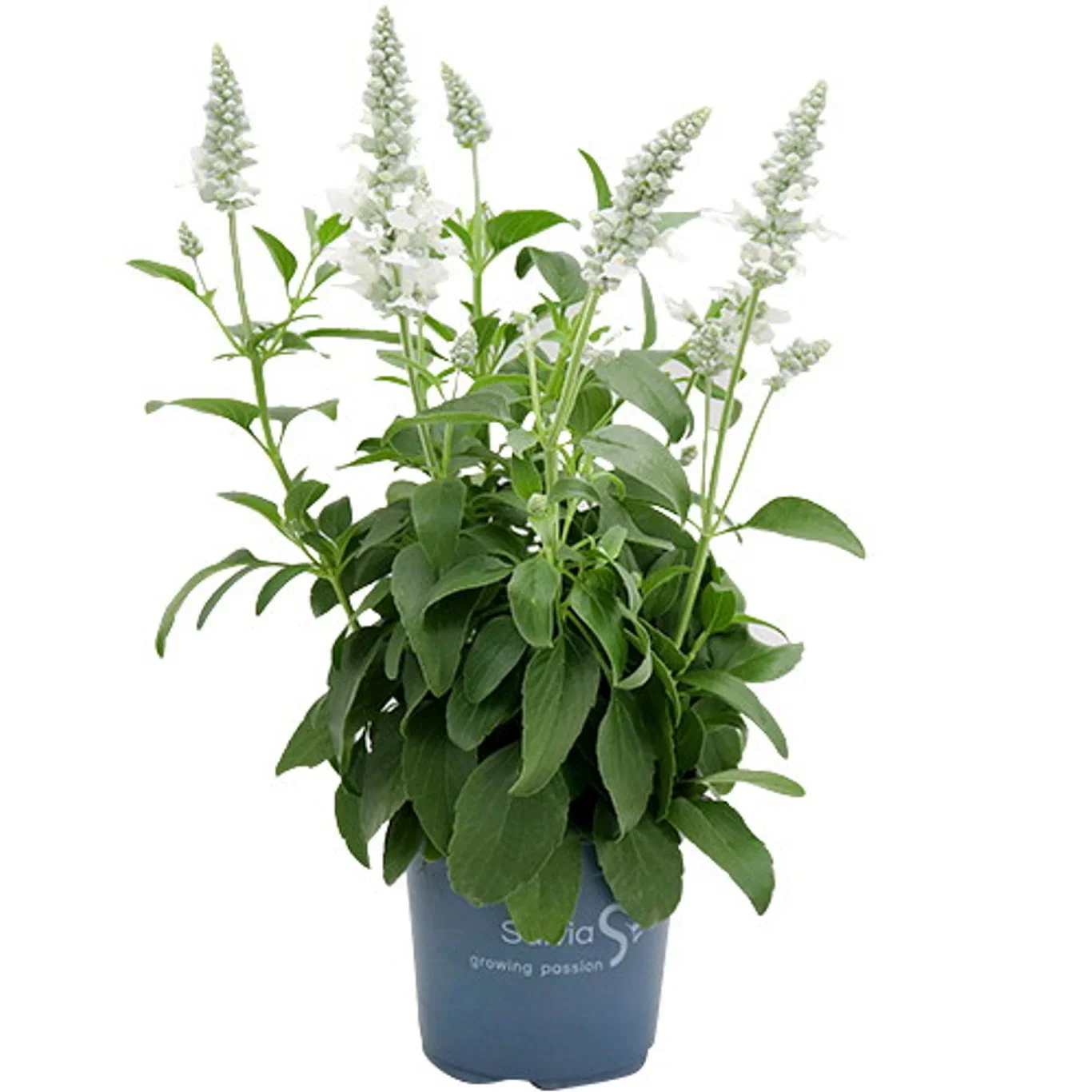 Salvia farinacea Ullsalvie Ø12 cm
