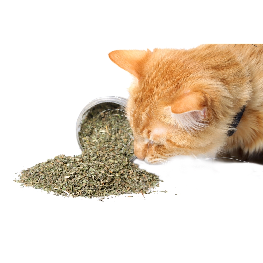 Herbe à chat en poudre 30 g