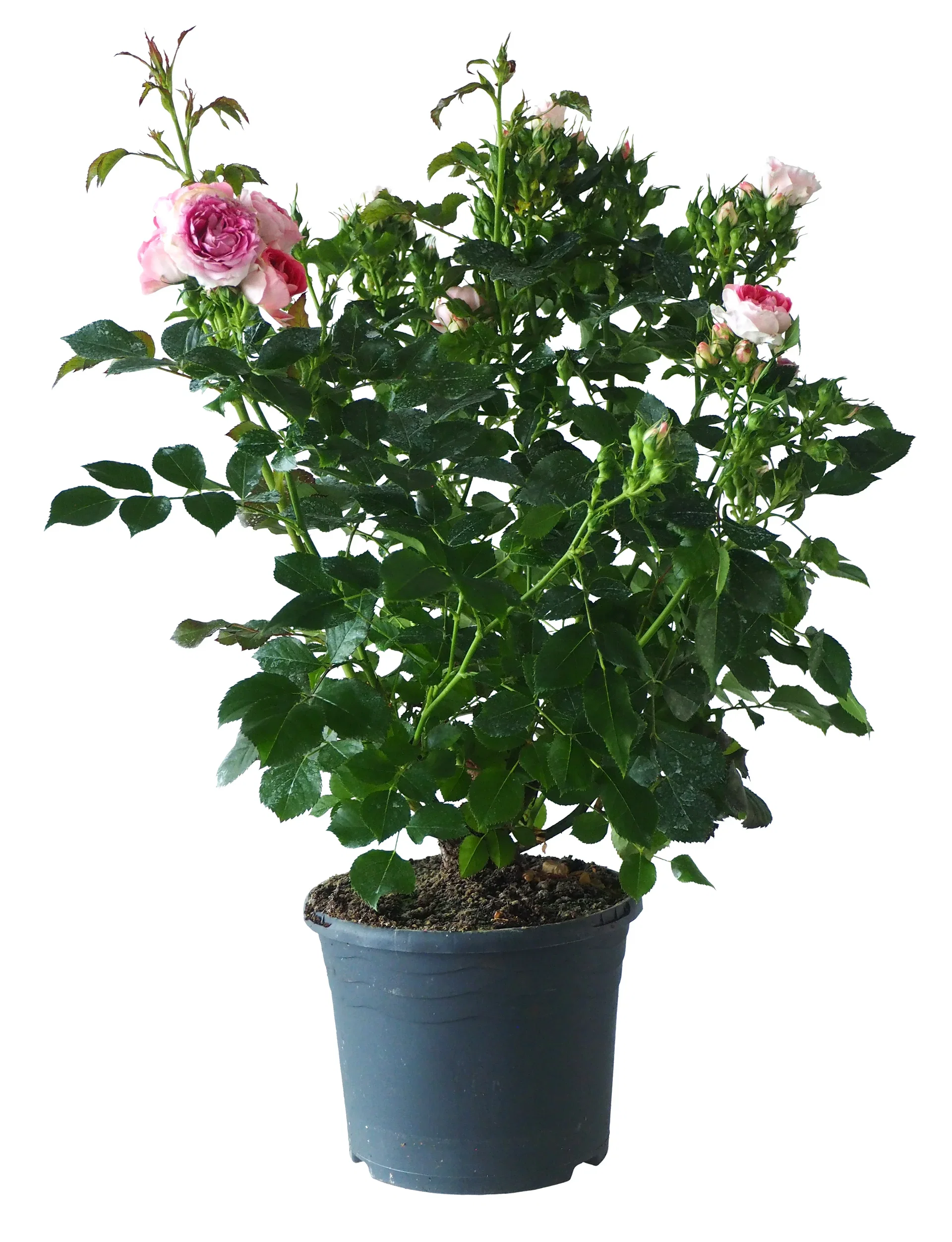 Rosa Terrace Pink 4L Terrasserose rosa Ø21 cm