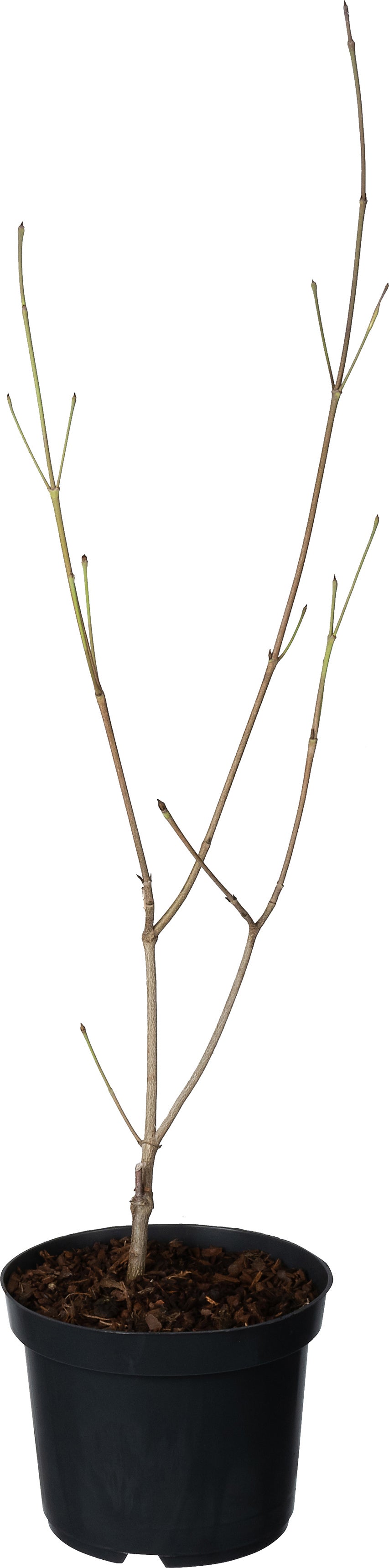 Japanse Kornoelje (Cornus kousa) D 17 H 40 cm