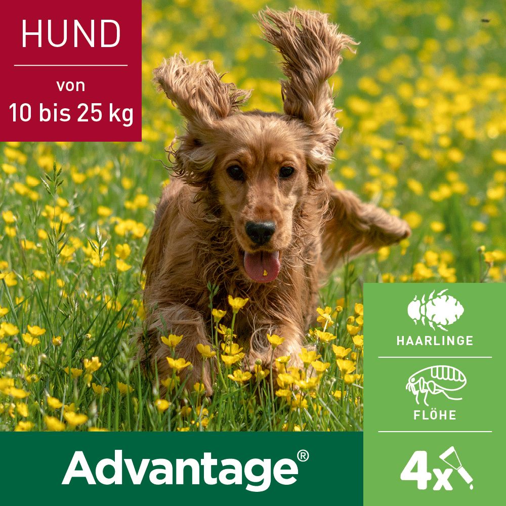 Advantage® 250 mg Spot-On für Hunde 10 - 25 kg