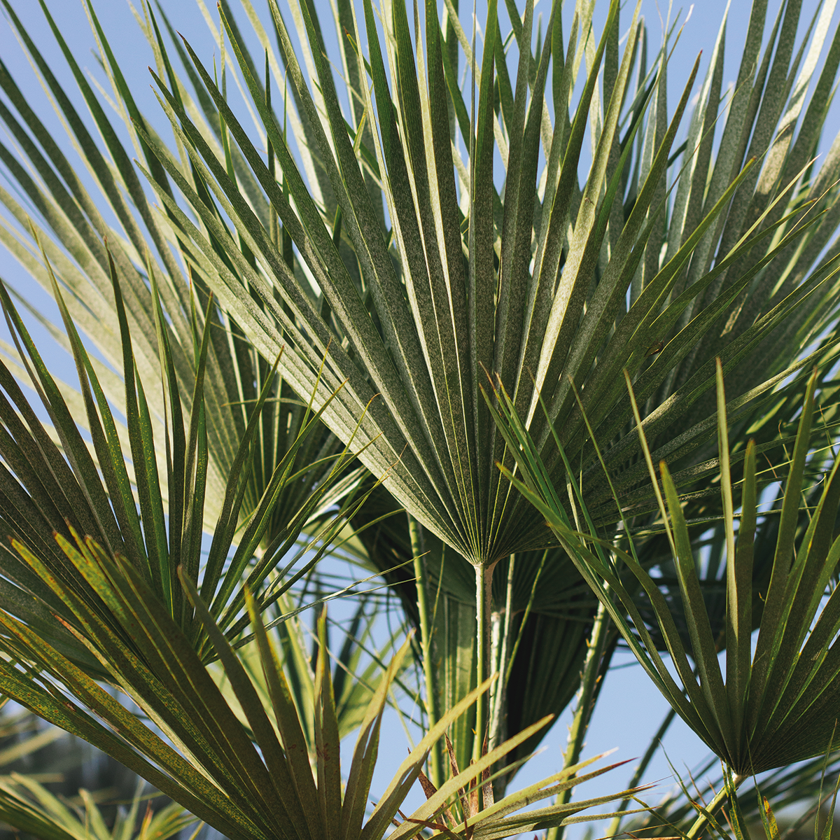 Trachycarpus Fortunei - Chinese waaierpalm - Palm - Winterhard - ⌀24 cm - ↕70-80 cm