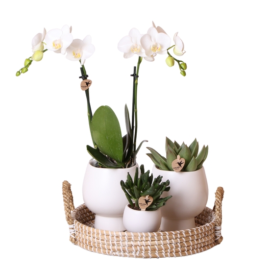 Compo 3 plantes d'intérieur - pot Déco D30cm