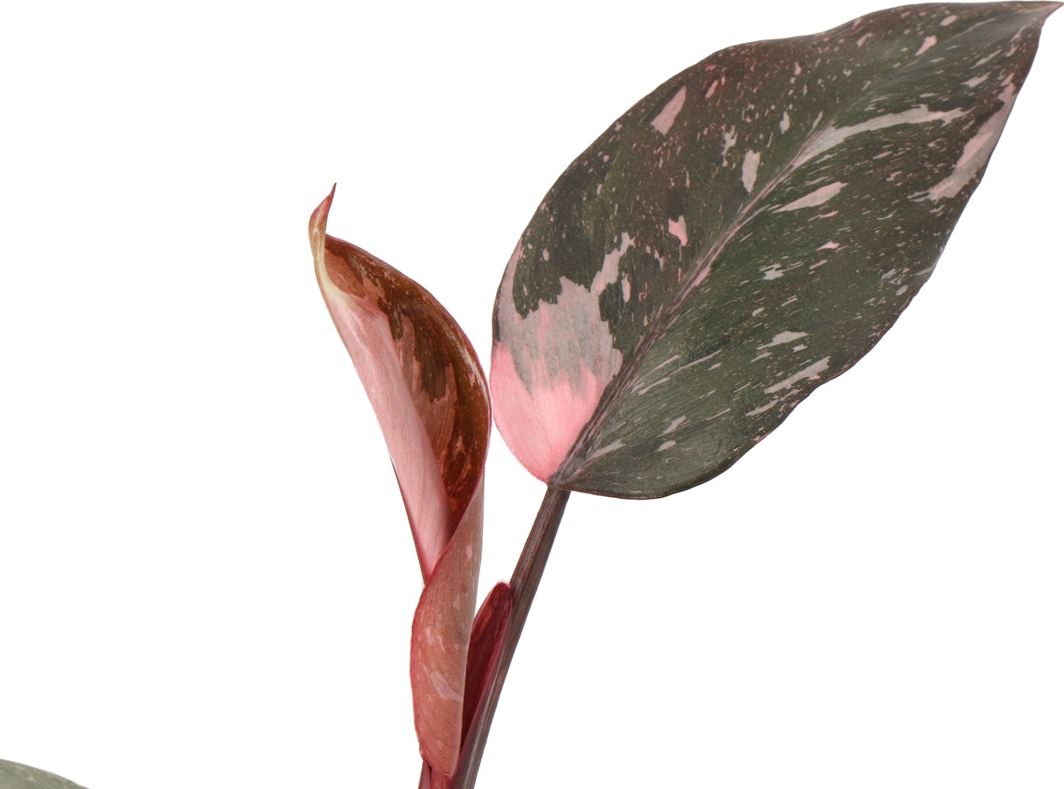 Philodendron (Philodendron 'Pink Princess') D 12 H 40 cm