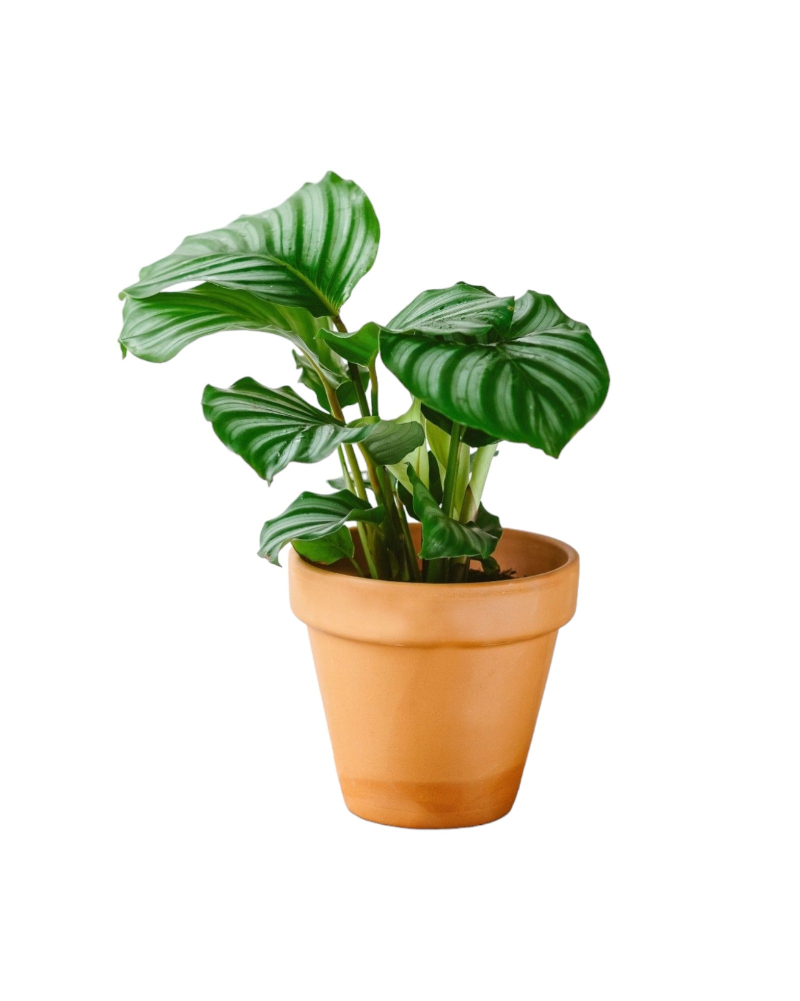 Plante d'intérieur - calathea orbifolia m 45.0cm