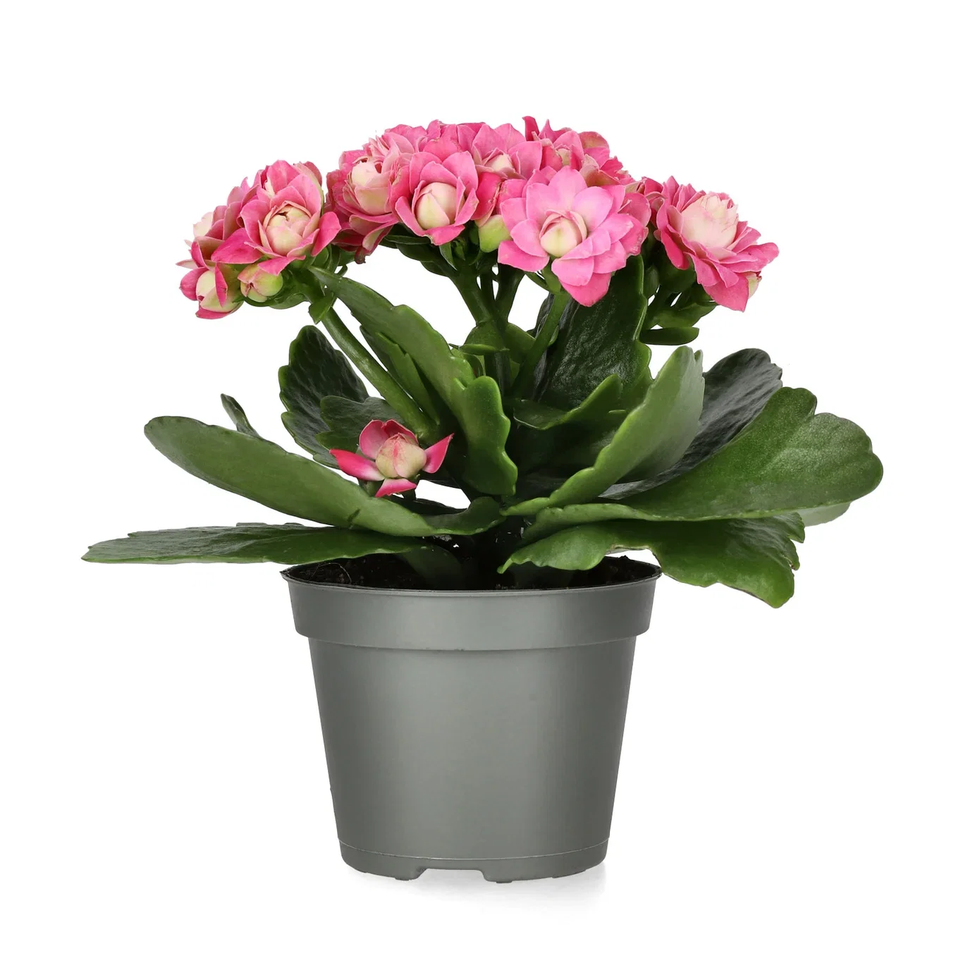 Kalanchoe mini Dark Pink 6cm Ildtopp Høyde 10 cm