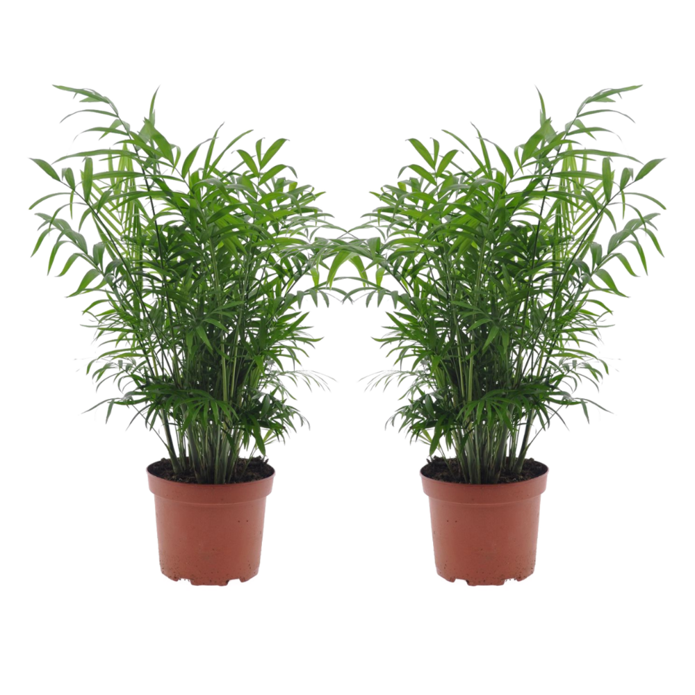 Chamaedorea elegans - ensemble de 2 - pot de 17cm - hauteur de 50-60cm