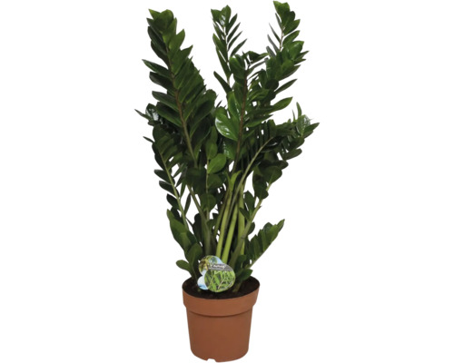 Groene mix Tropical FloraSelf Ø 24 cm pot willekeurige variëteitselectie