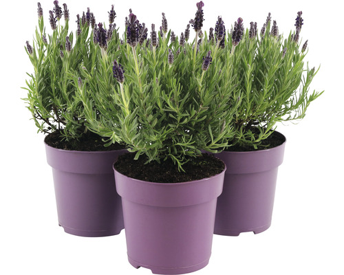 Franse lavendel FloraSelf Lavandula stoechas 'Anouk' H 20-25 cm Ø 15 cm pot paars