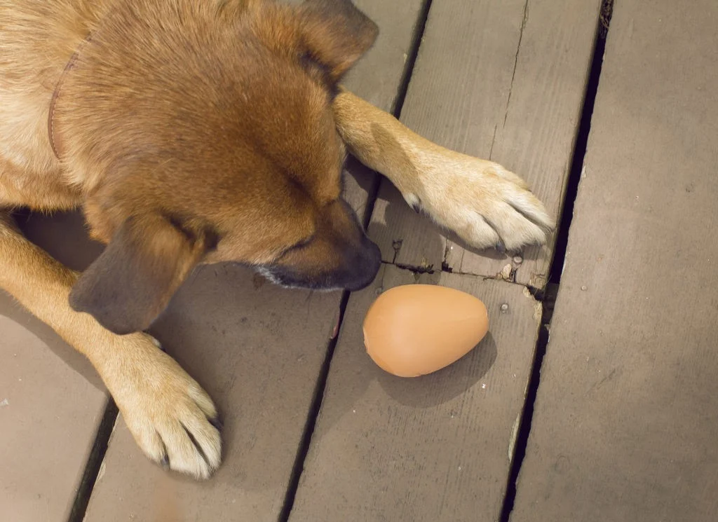 Bouncy Egg Treat Ball (DIG06)