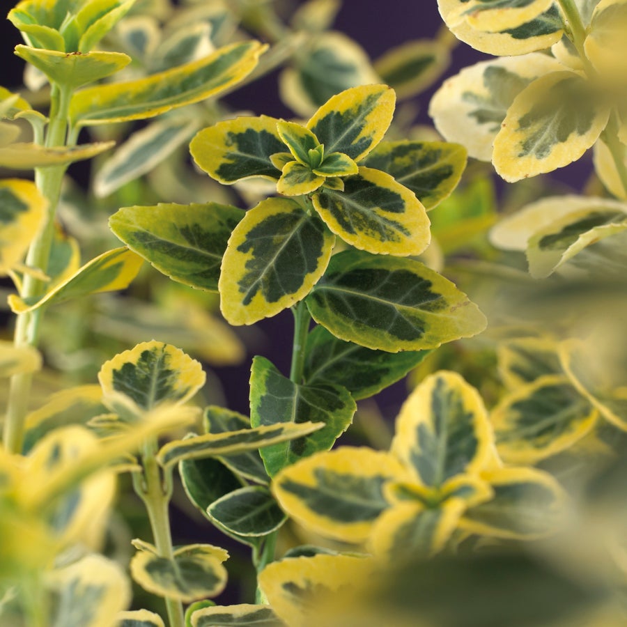 Kardinaalsmuts (Euonymus fortunei 'Emerald 'N Gold') D 16 H 75 cm