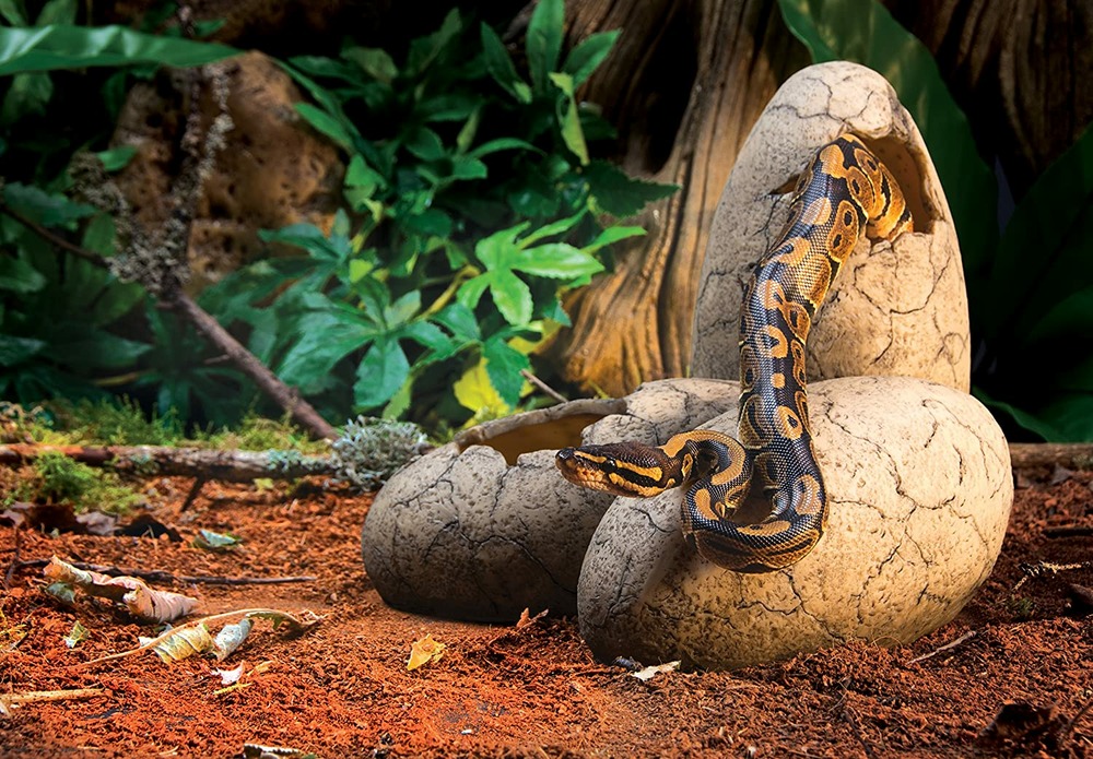 Exoterra cachette oeuf pour reptile moyen
