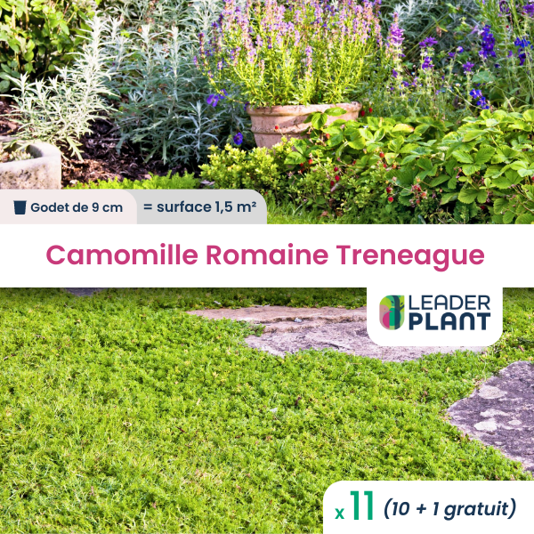 11 x camomille romaine treneague en godet