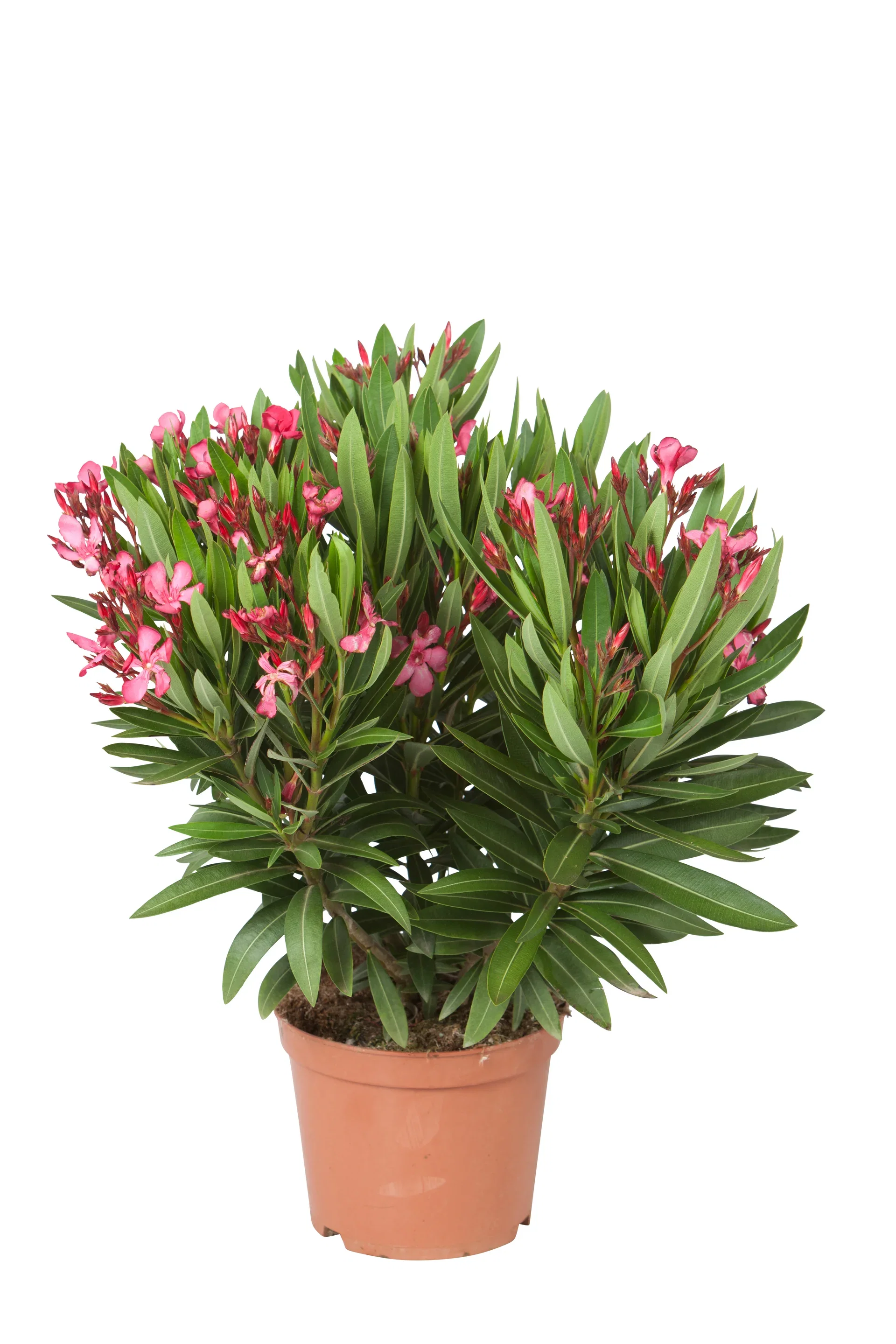 Nerium oleander Oleander Ø19 cm