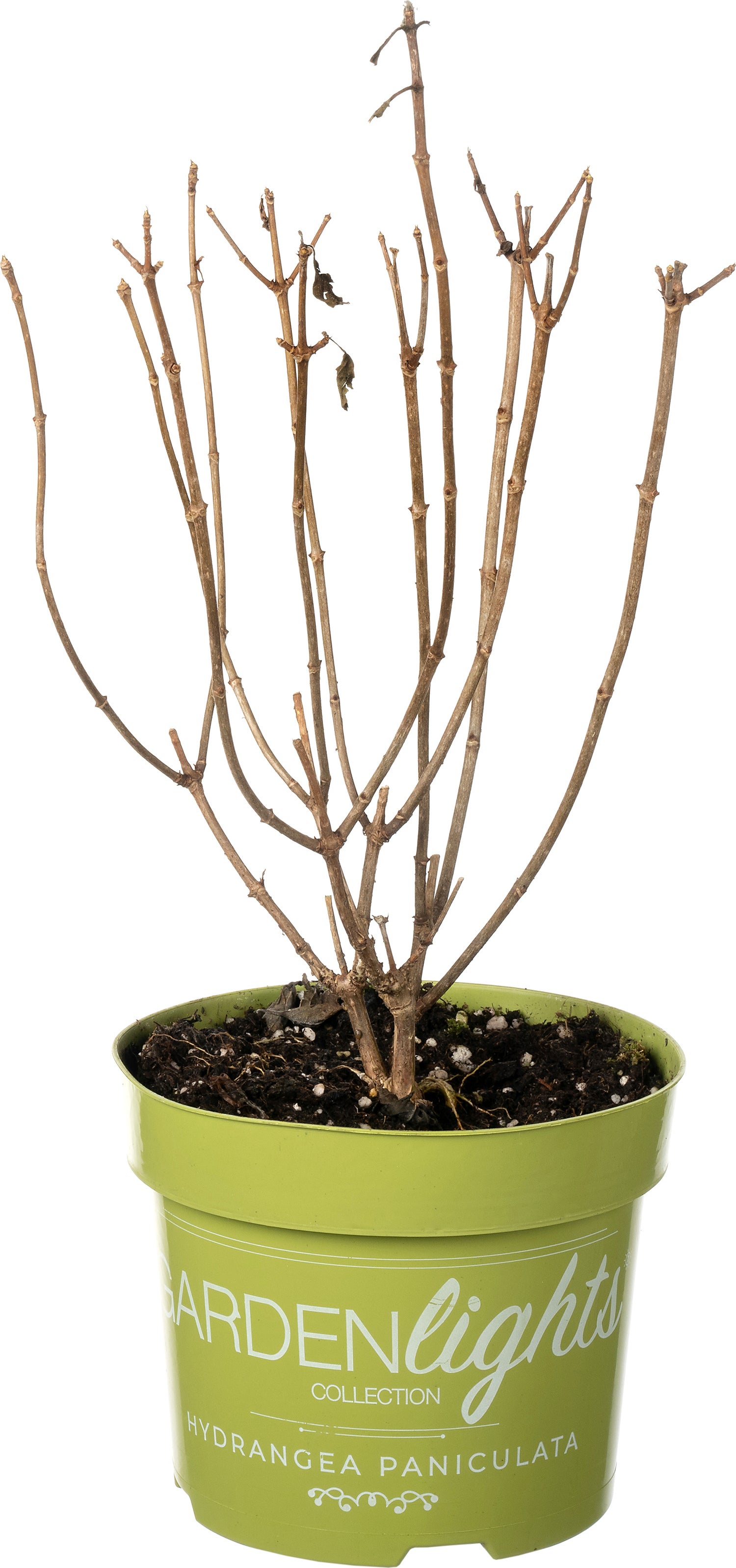 Pluimhortensia (Hydrangea paniculata 'Whitelight') D 17 H 30 cm