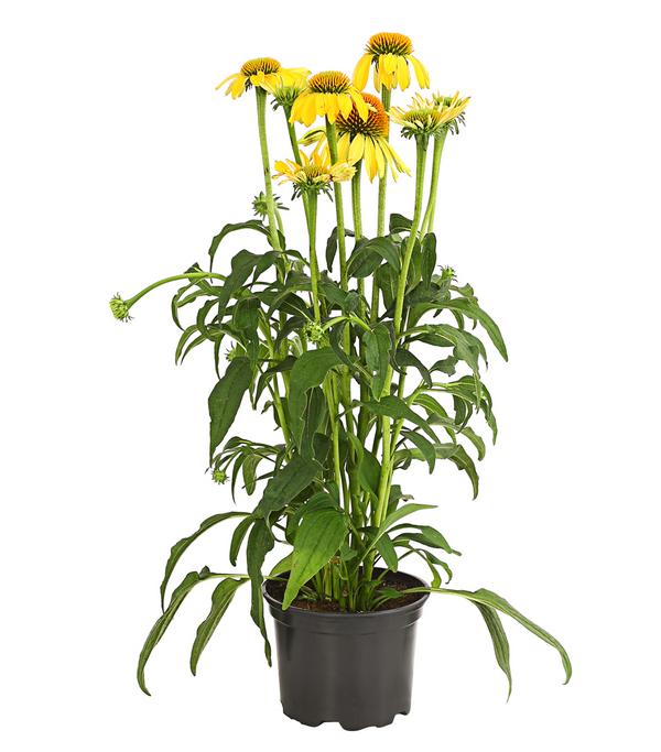 Garten-Scheinsonnenhut 'Cheyenne Spirit'