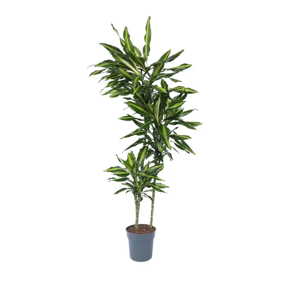 Drakenbloedboom - Dracaena fragrans 'Cintho' - Hoogte 140-150cm - ⌀24cm