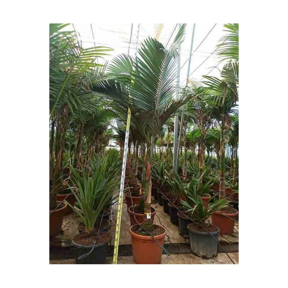 Archontophoenix alexandrae (palmier royal) specimen rose - taille pot de 80l - 225/250cm