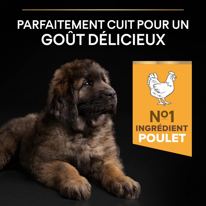 PRO PLAN Healthy Start Large Robust Puppy au Poulet - Croquettes pour chien