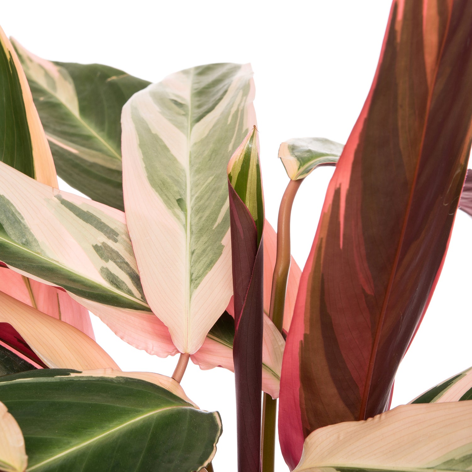 Stromanthe (Stromanthe sanguinea 'Triostar') D 19 H 80 cm