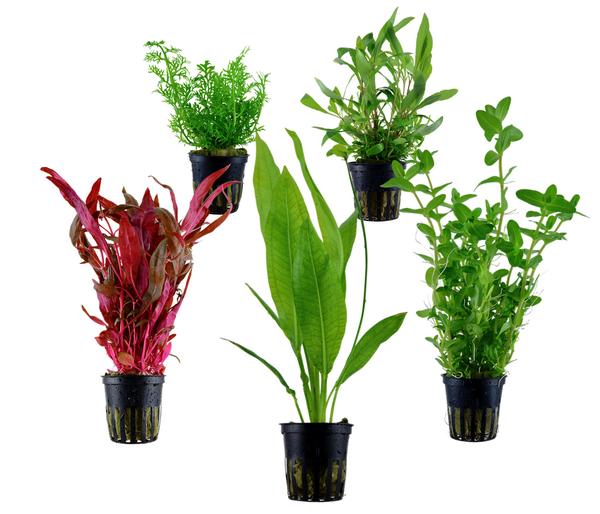 Dehner Aqua Aquarienpflanzen-Set