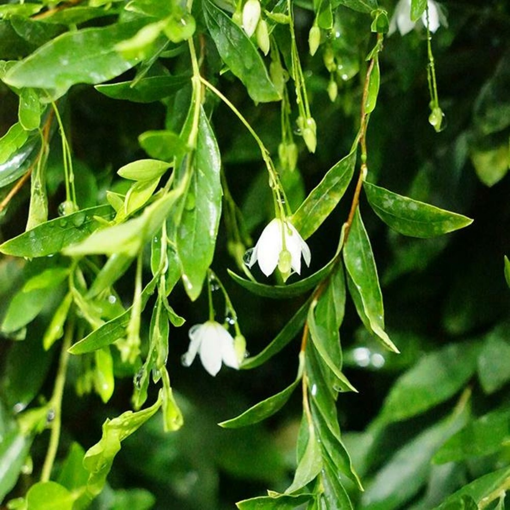 Sollya heterophylla 