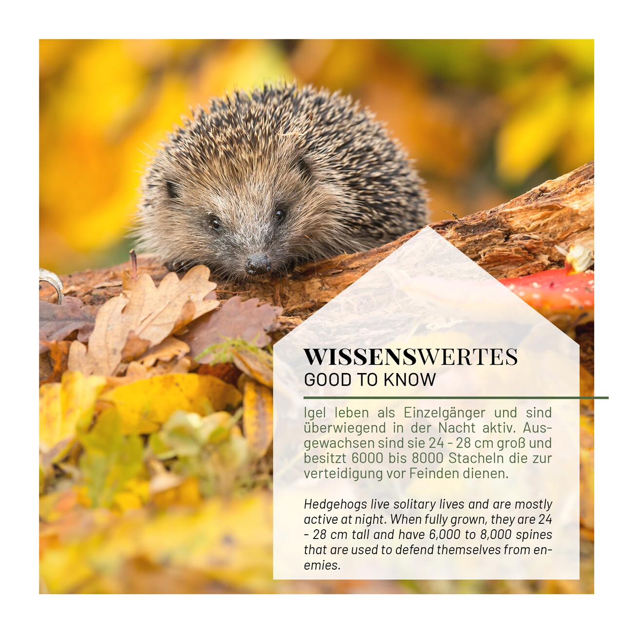 WILDLIFE HOME Igelhaus mit Rindendach